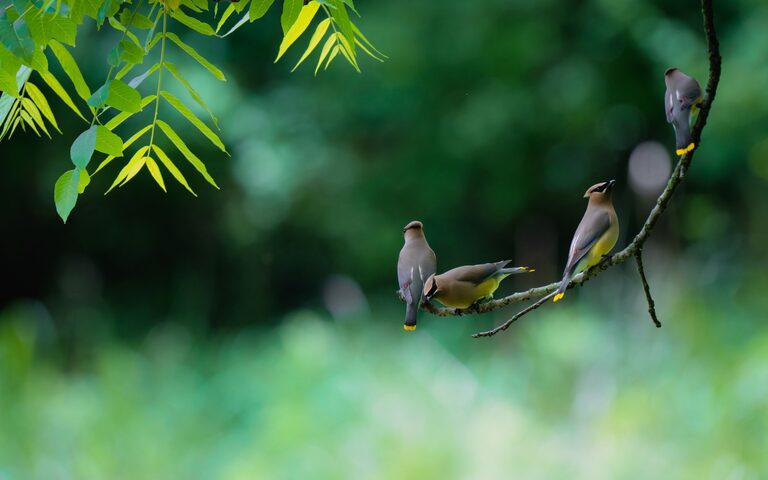 Beginner Tips for Backyard Birdwatching: A Guide to Enjoying Nature at Home
